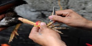 Đá gà cựa dao trực tiếp KO66 - Hấp dẫn, kịch tính số 1