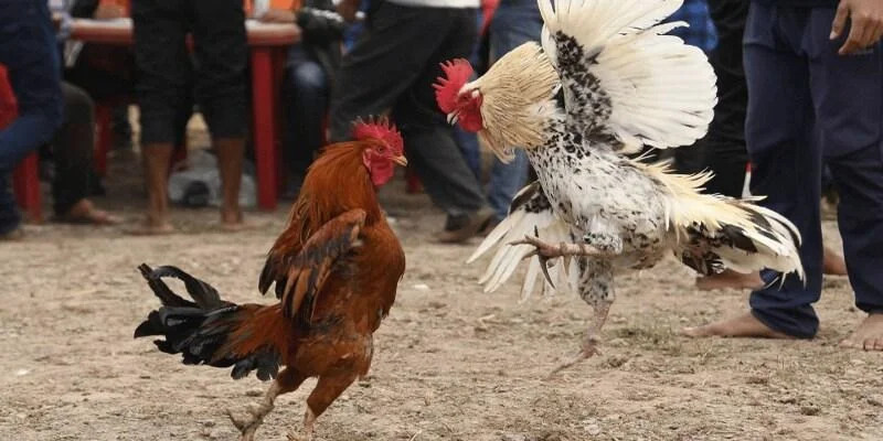 Đá gà cựa dao trực tiếp mang đến trải nghiệm chân thực tại KO66