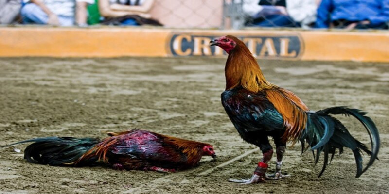 WALA đại diện cho chiến kê khách – đội được coi là "kèo dưới"